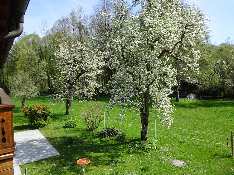 FeWo. Predigstuhl Obstbäume
